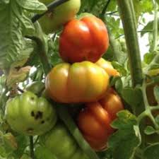 Check spelling or type a new query. Garden Prep For Tomatoes Garden Org