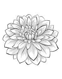 Dahlia Color One Of The Most Beautiful Flowers From The Gallery Flowers Dahlia Flower Tattoos Flower Tattoo Flower Drawing