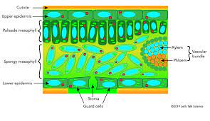 Do these cells have chloroplasts? How Do Plants Survive In The Desert Let S Talk Science