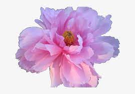 Aesthetic Transparent White Flower Gardening Flower Transparent Aesthetic Flower Png Transparent Png 800x491 Free Download On Nicepng transparent aesthetic flower png