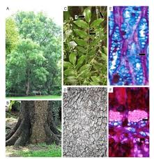 Image result for Ekebergia capensis