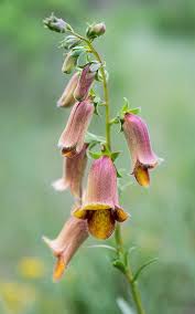 Image result for Digitalis purpurea alba/ red spots