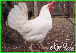 10 Jenis Ayam Petelur Terbaik Paling Unggul Di Dunia Dan Gambarnya Dunia Fauna Hewan Binatang Tumbuhan Hewan Binatang Gambar