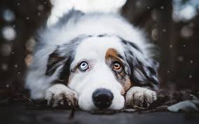 Black And White Spotted Dog With Blue Eyes Download Wallpapers Australian Shepherd Dog White Spotted Dog Bokeh Aussie Cute Dog Eyes Of D Australian Shepherd Dogs Dog Photography Australian Shepherd