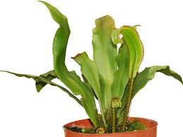 Image result for Elaphoglossum