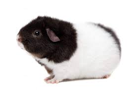 Teddy For Sale Guinea Pigs Breed Information Omlet