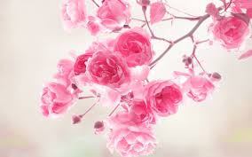 We did not find results for: 40 Beautiful Flower Wallpapers For Your Desktop Mobile And Tablet Hd Wallpapers