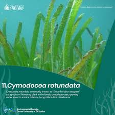 Image result for Cymodoceaceae