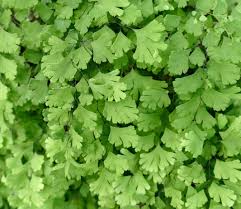 Image result for Adiantum