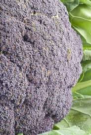 We did not find results for: Cauliflower With Purple Tinge Is It Safe To Eat Purple Cauliflower