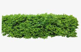 Free Hedge Clip Art With No Background Clipartkey Yawd provides for you free hedge png cliparts. free hedge clip art with no background