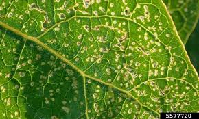 Lower leaves are affected more than top ones. What Pest Is Eating Holes In My Plant Leaves