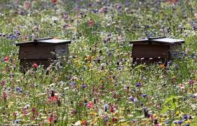 Han Picked Barcroft Hall Wild Flower Meadow Wildflower Garden Wild Flowers We have had a few early winter rain storms so make your plans to visit in the spring and see what nature has in store. pinterest