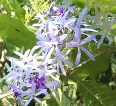 Image result for Petrea volubilis