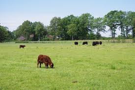 Why was there a ban on galloway cattle? Galloways Gluckliche Rinder Essen Und Trinken