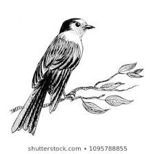 Bird On Tree Branch Drawing Bird On A Tree Ink Black And White Illustration Bird Drawings Tree Drawing Black And White Illustration