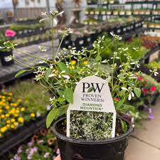 Image result for Euphorbia