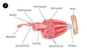 Muscle Fibers Explained Type I And Type Ii Slow Fast Twitch Sport Science Insider