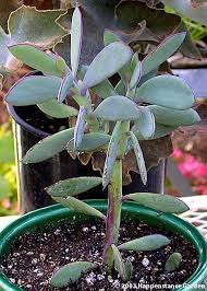 Image result for Senecio propior