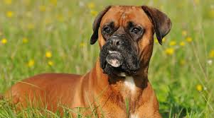 Boxers, like most breeds, experience growth spurts as puppies and often reach adolescent size before their what's in the best dog food for boxers. Best Dog Foods For Boxers Puppies Adults Seniors