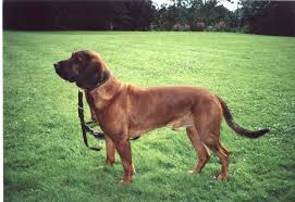 Image result for anglický barvář