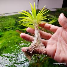 Image result for Eriocaulon inyangense