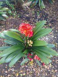 Image result for Clivia