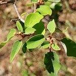 Image result for Croton gratissimus