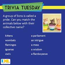 It's like the trivia that plays before the movie starts at the theater, but waaaaaaay longer. Get Ready For A Wild Triviatuesday Challenge Answer Here Https Www Facebook Com Ixl Photos A 366469926761158 83634 Trivia Tuesday Trivia Questions Trivia