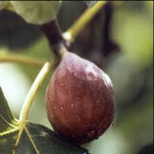 We did not find results for: Growing Figs In Houston