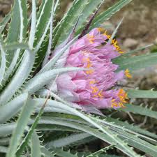 Image result for Aloe carnea