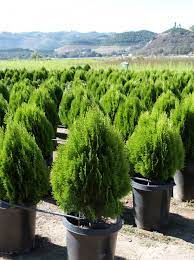 Click here to find out more. Thuja Orientalis Aurea Nana T Y Nursery