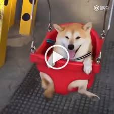 He Looks So Happy 3 Dogs Cutedogs Gif Funniest Dogs Cute Dogs Dog Shaking