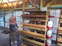 We did not find results for: Menengok Peternakan Puyuh Yang Menjanjikan Di Kawasan Bandung Timur