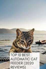 What is the best automatic cat feeder? Pinterest