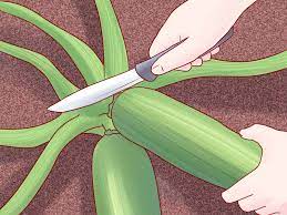 Store them in the fridge until ready for use. How To Grow Zucchini 10 Steps With Pictures Wikihow