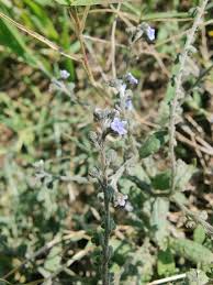 Image result for Cynoglossum lanceolatum