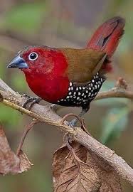 Pin By Cecilia Romero On Passaros Beautiful Birds Pet Birds Birds
