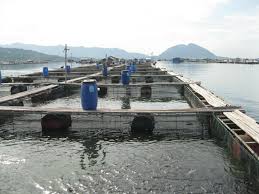 Disiapkan Dana Rp 50 Milyar Penangkap Benih Lobster Didorong Ke Usaha Budidaya Ikan Maritim Indonesia