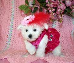 Check spelling or type a new query. Teacup Maltese Puppy For Sale In Texas Teacup Puppies Maltese Maltese Puppy Maltese Puppies For Sale