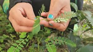 Image result for Phyllanthus tener