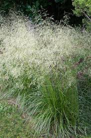 Image result for Eragrostis caespitosa