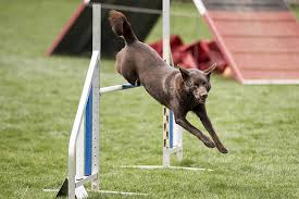 As they were bred for the harsh australian climate, they are fairly independant and have an extraordinary tolerance for heat and water deprivation. Australian Kelpie Dog Breed Information American Kennel Club