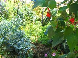 Runner beans will tolerate part shade but prefer a position in full sun. Planning A Wall Of Summer With Scarlet Runner Beans Milkwood Permaculture Courses Skills Stories