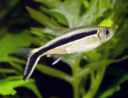 Tropische Vissen Penguin Tetra De Hockey Stick Tetra Fish Fish Pet Aquarium Fish