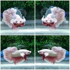 Betta Splendens Fish Ikan Cupang Halfmoon Rosetail Dumbo Ear Dragon By Panik Betta Indonesia Ikan Cupang