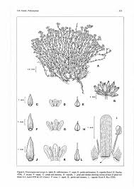 Image result for Polycarpaea eriantha