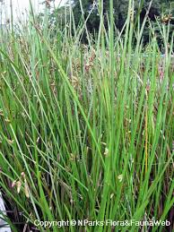 Image result for Schoenoplectiella senegalensis