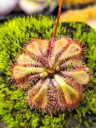 Image result for Drosera dielsiana