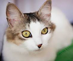 This means that they may shed the virus into the environment learn more about sensitive skin symptoms in your cat, what you can do to help your pet feel more comfortable and get recommendations on. Cat Choo Kitties Looking For Homes Rspca Nsw